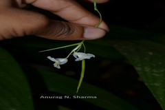 Schumannianthus virgatus